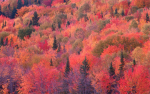 Nature Patterns