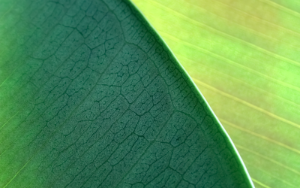 Nature Patterns