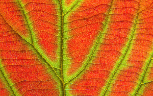 Nature Patterns